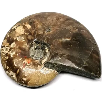 Leštěný celý amonit 10,5 x 8,2 cm – Maroko, fosilie pro esoteriku i dekoraci