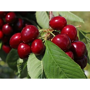 Sazenice Třešeň 'Lapins', samosprašná, kontejner C7,5L-Gisela 5-BIO !