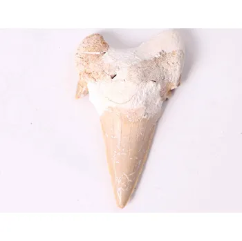 Magieprirody.cz Fosilie žraločí zub velký 6 cm #310