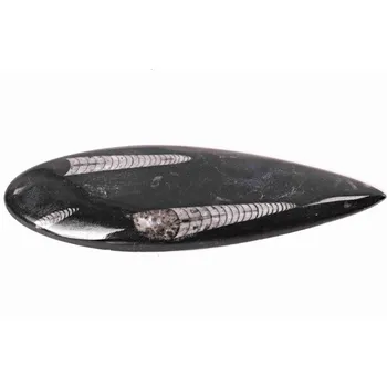 Sběratelství Magieprirody.cz Fosilie Orthoceras 180 mm (Maroko) #136