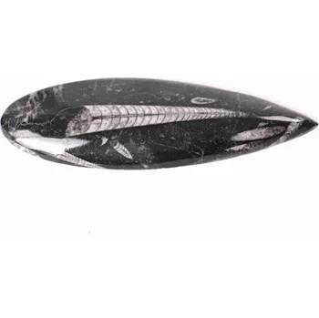 Sběratelství Magieprirody.cz Fosilie Orthoceras 150 mm (Maroko) #146