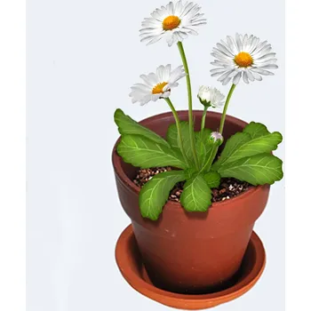 Žertovný předmět Vypěstuj si sedmikrásku