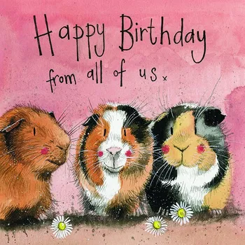 Přání v obálce The three guineas, morčata od ALEX CLARK 14*14 cm (Blahopřání s morčetem, morče)