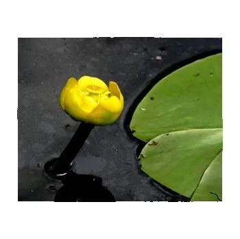 Airsoft NUPHAR media/Stulík střední