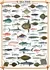 Puzzle Eurographics Mořské ryby 1000 dílků