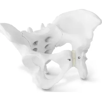 anatomický model Physa PHY-PM-1 model kostry ženské pánve