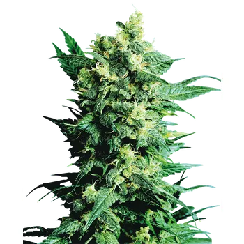 Semeno Sensi Seeds Shiva Shanti II regular 10ks
