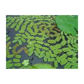 Akvarijní rostlina Salvinia natans - Nepukalka vzplývavá (balení - box)