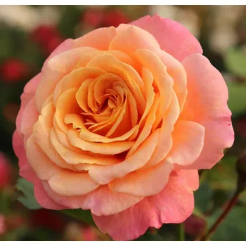 Sazenice Kordes Roses Peach Melba pnoucí růže 2 l