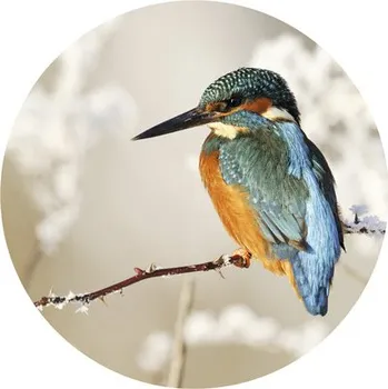 Fototapeta Fototapeta vliesová Ledňáček říční 190 cm