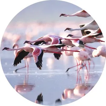 Fototapeta Fototapeta vliesová Plameňáci 190 cm