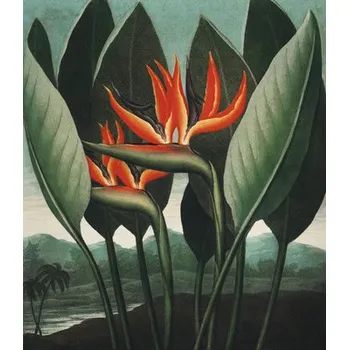 Fototapeta Fototapeta vliesová Strelitzia 243x280 cm