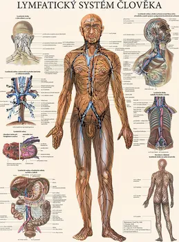 Plakát Nakladatelství Poznání Lymfatický systém člověka 47 x 63 cm