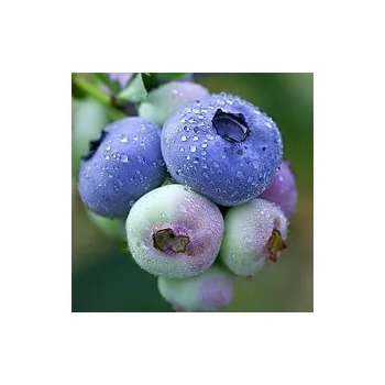 Sazenice Kanadská borůvka POLOPOZDNÍ 'Chandler' (Vaccinium corymbosum 'Chandler') P9