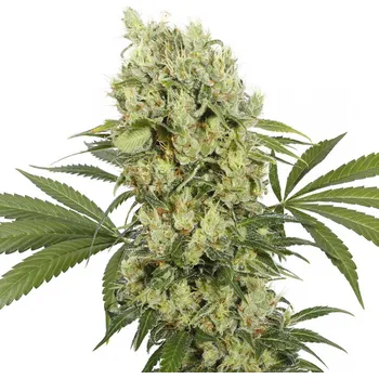 Semeno Buddha Seeds Medikit CBD Balení: 1ks