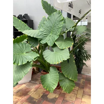 Semeno Alocasia Macrorrhizos