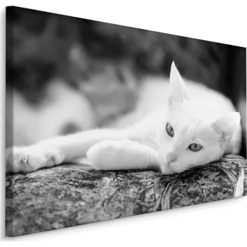 Dekorativní polštářek MyBestHome BOX Plátno Odpočívající Bílá Kočka Varianta: 30x20