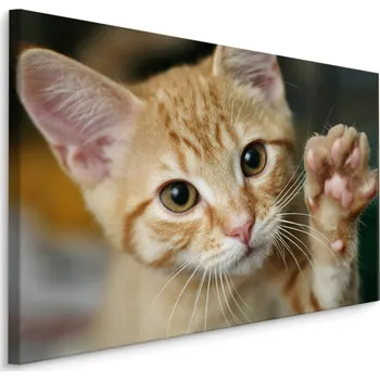 Dekorativní polštářek MyBestHome BOX Plátno 3D Kotě Varianta: 30x20