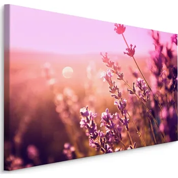 Obraz Plátno Květy Levandule Při Ranním Slunci Varianta: 30x20