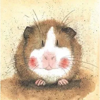 Přání v obálce Gilbert, morče od ALEX CLARK 14*14 cm (Blahopřáníí s morčetem, morče)