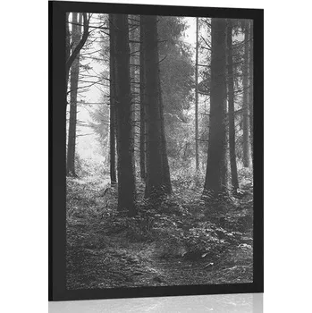 Plakát Dovido Plakát les zalitý sluncem v černobílém provedení