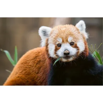 Fototapeta DIMEX | Vliesová fototapeta Roztomilá panda červená MS-5-0625 | 375 x 250 cm| zelená, bílá, hnědá + Vliesová fototapeta na stěnu DIMEX Roztomilá panda červená MS50625 v rozměru 375 x 250 cm + lepidlo zdarma