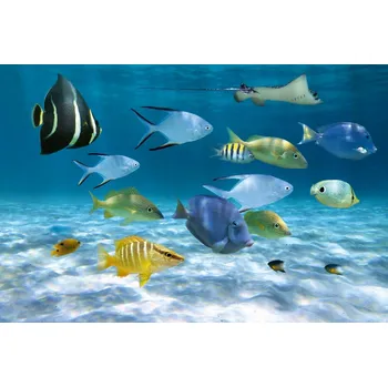 Fototapeta DIMEX | Vliesová fototapeta Hejno ryb MS-5-0501 | 375 x 250 cm| modrá, žlutá, metalická + Vliesová fototapeta na stěnu DIMEX Hejno ryb MS50501 v rozměru 375 x 250 cm + lepidlo zdarma