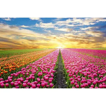 Fototapeta DIMEX | Vliesová fototapeta Magická krajina MS-5-1375 | 375 x 250 cm| zelená, modrá, bílá, žlutá + Vliesová fototapeta na stěnu DIMEX Magická krajina MS51375 v rozměru 375 x 250 cm + lepidlo zdarma