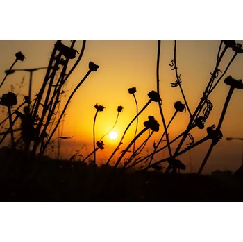 Fototapeta DIMEX | Vliesová fototapeta Suché pole květů MS-5-1395 | 375 x 250 cm| černá, žlutá, oranžová + Vliesová fototapeta na stěnu DIMEX Suché pole květů MS51395 v rozměru 375 x 250 cm + lepidlo zdarma