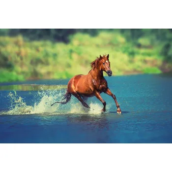 Fototapeta DIMEX | Vliesová fototapeta Kůň běžící jezerem MS-5-0424 | 375 x 250 cm| zelená, modrá, hnědá + Vliesová fototapeta na stěnu DIMEX Kůň běžící jezerem MS50424 v rozměru 375 x 250 cm + lepidlo zdarma