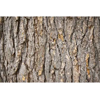 Fototapeta DIMEX | Vliesová fototapeta Kůra jedle MS-5-2344 | 375 x 250 cm| hnědá + Vliesová fototapeta na stěnu DIMEX Kůra jedle MS52344 v rozměru 375 x 250 cm + lepidlo zdarma