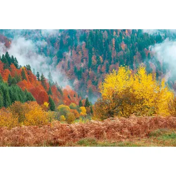 Fototapeta DIMEX | Vliesová fototapeta Nádherné lesní scenérie MS-5-1846 | 375 x 250 cm| zelená, červená, žlutá, oranžová + Vliesová fototapeta na stěnu DIMEX Nádherné lesní scenérie MS51846 v rozměru 375 x 250 cm + lepidlo zdarma