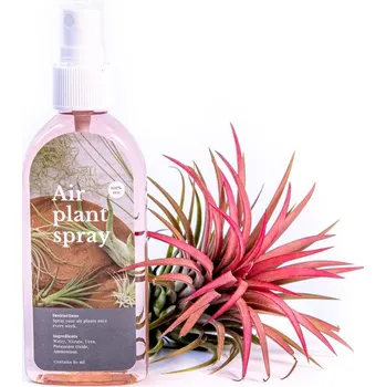 Gardners Set Tillandsia ionantha red s hnojivem Tillandsie, kykatka