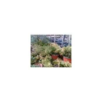 Jalovec Gold Coast (Juniperus x Media Gold Coast)