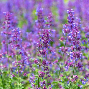 Naturální voda Šanta kočičí Napeta cataria 25 l