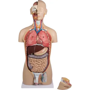 Lidský trup (torzo), 27 částí