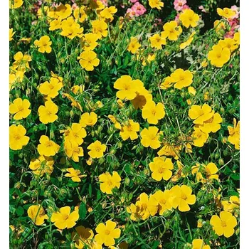 Sazenice Devaterník ´STERNTALER´ kont. 0,5 l