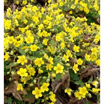 Sazenice Mochnička trojčetná, kont. 0,5 l