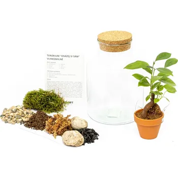 Terárium Gardners Skleněná dóza Helenium Osázej SI Sám Ficus microcarpa Ginseng, S