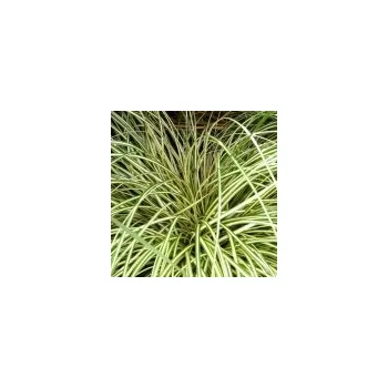 Sazenice Carex oshimensis Evergold
