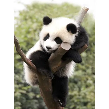 Diamantové malování Diamantové malování 27x38cm UNAVENÁ PANDA