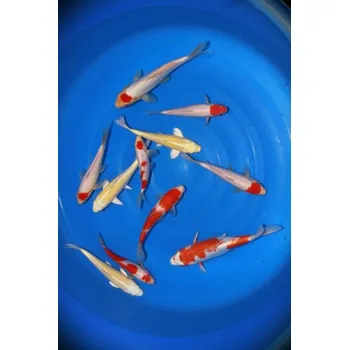 Krmivo pro rybičky Yamabuki ... AKC 23B0308