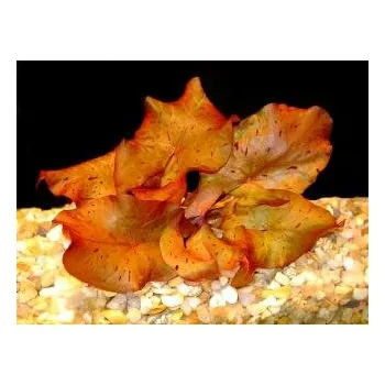 Akvarijní rostlina Tiger lotus red - hlíza (balení - koš)