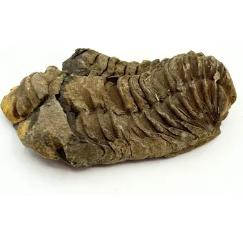 Magieprirody.cz Fosilie Trilobit Calymene Flexicalymene 70 mm #393