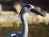 Dekorace jezírka Pontec Pond Figure Heron volavka 76 cm
