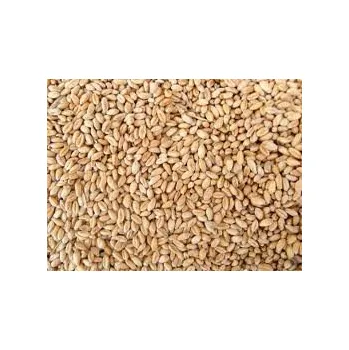 Krmivo pro hospodářské zvíře Zemědělské družstvo K. Most Pšenice 25 kg