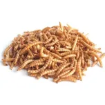 UGF Sušení mouční červi