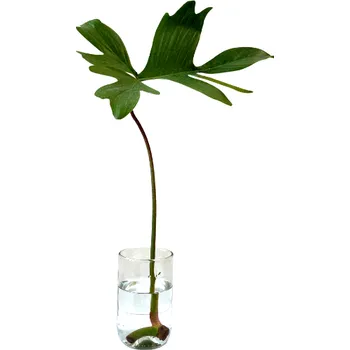 Gardners Philodendron Pedatum - řízek k zakořenění Filodendron