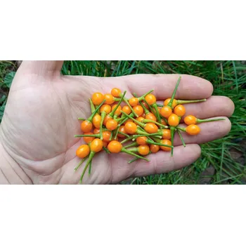 Semeno chilli-semena chilli-semena Aji Charapita 10 ks