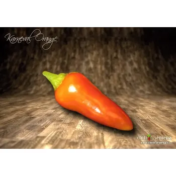 Semeno chilli-semena Karneval Orange